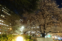夜桜