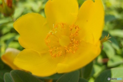 道端に咲く花