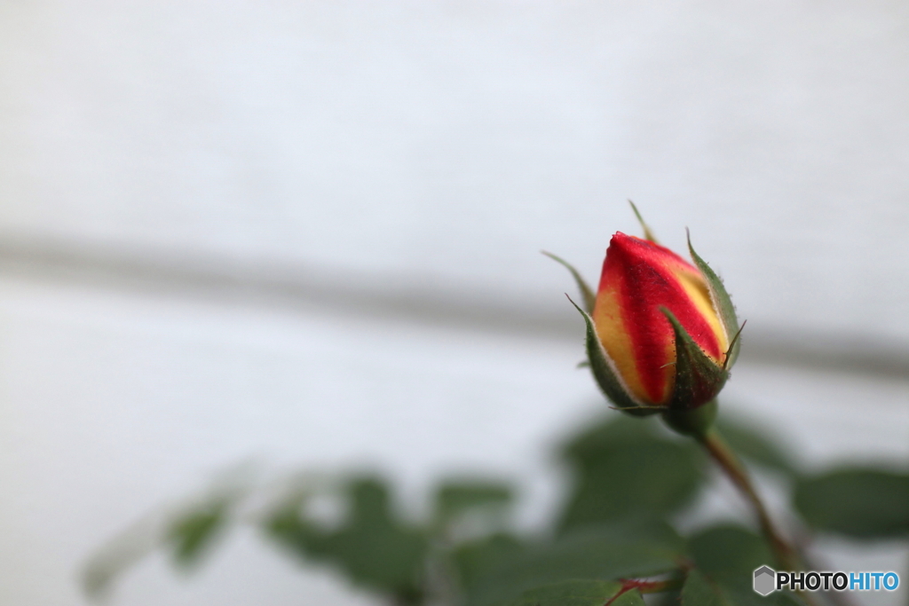 道端に咲く花