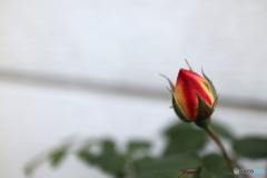 道端に咲く花