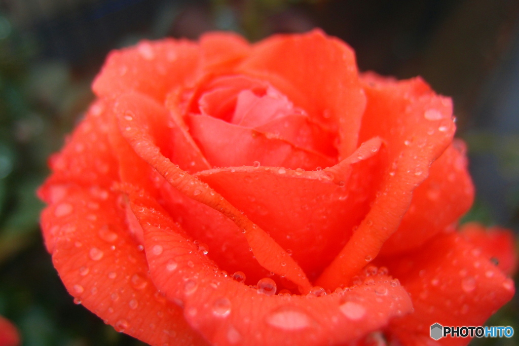 道端に咲く花