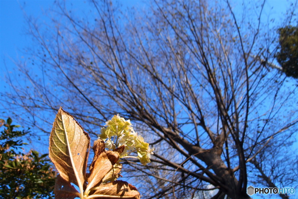 頑張る紫陽花