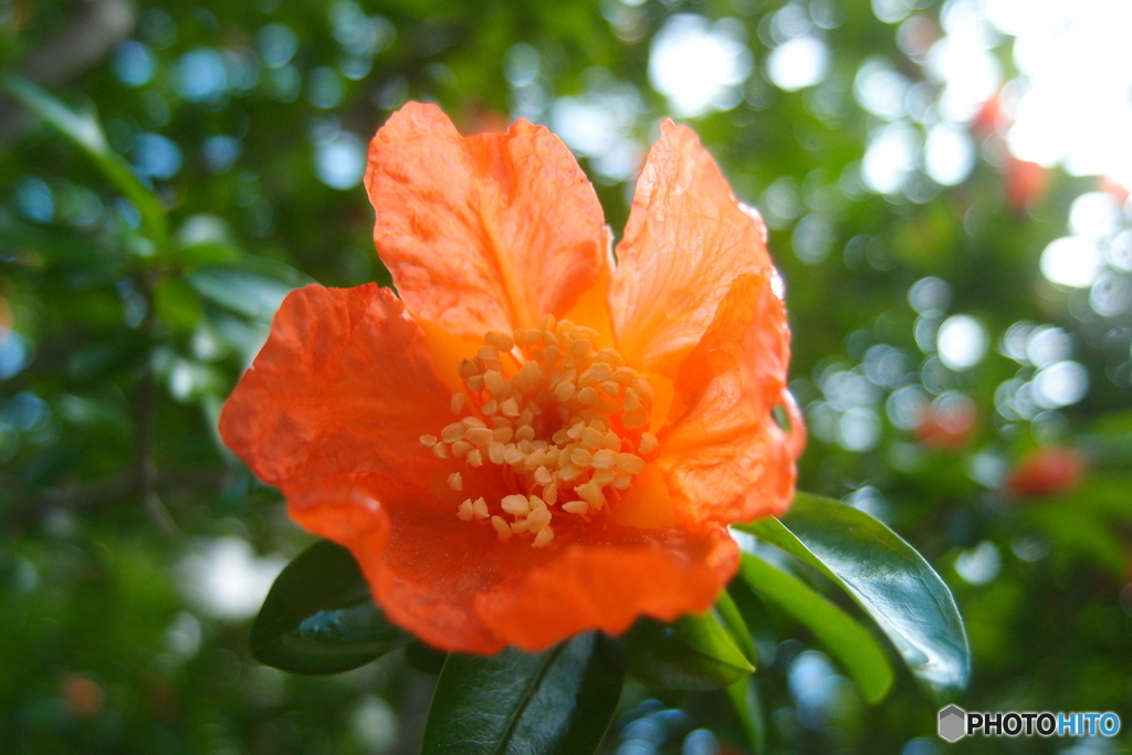 道端に咲く花