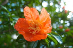 道端に咲く花