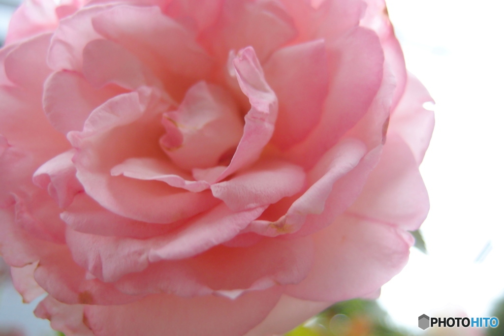 道端に咲く花