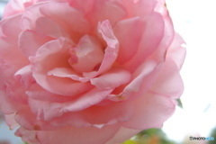 道端に咲く花