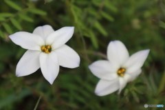 道端に咲く花