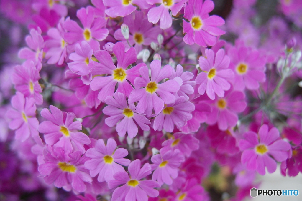 道端に咲く花