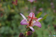 道端に咲く花