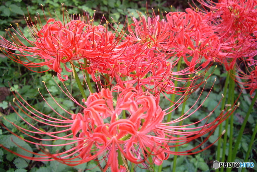 彼岸花