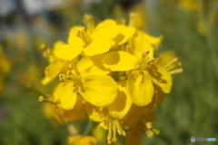 道端に咲く花