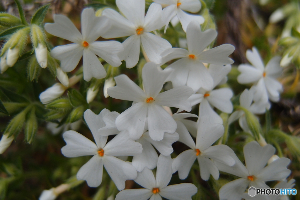 道端に咲く花