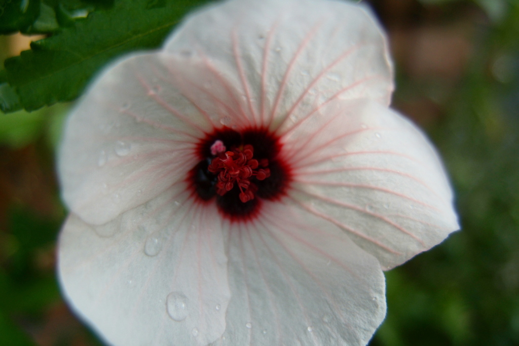 道端に咲く花