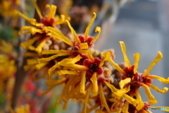 道端に咲く花