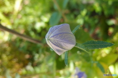 道端に咲く花
