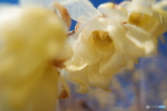 道端に咲く花
