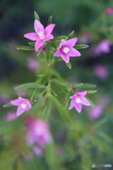 道端に咲く花