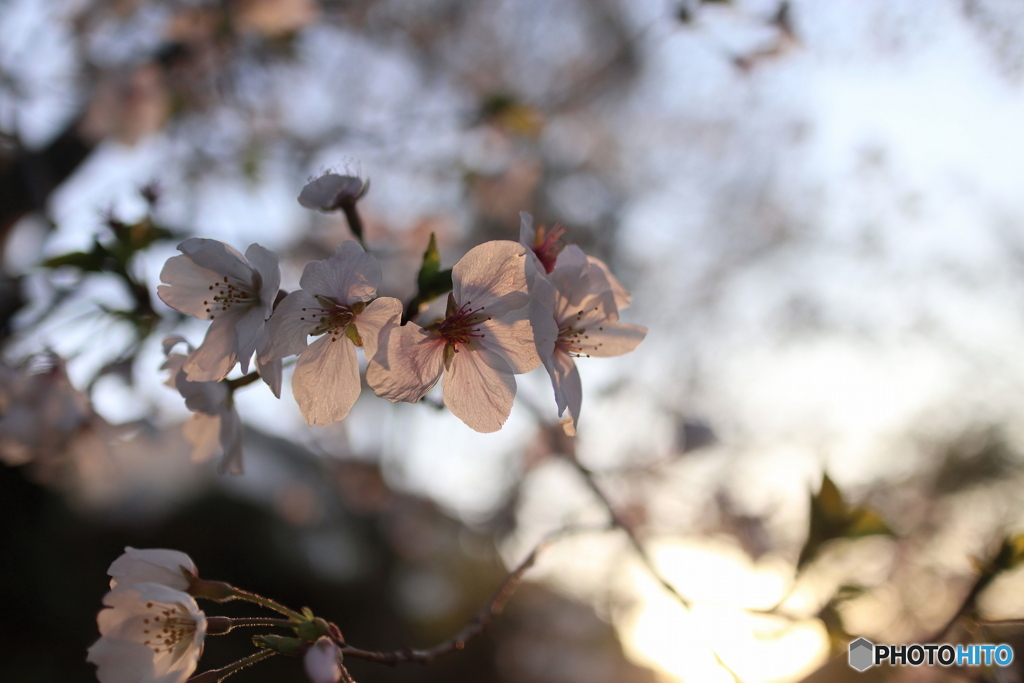 道端に咲く花