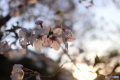 道端に咲く花
