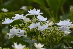 道端に咲く花