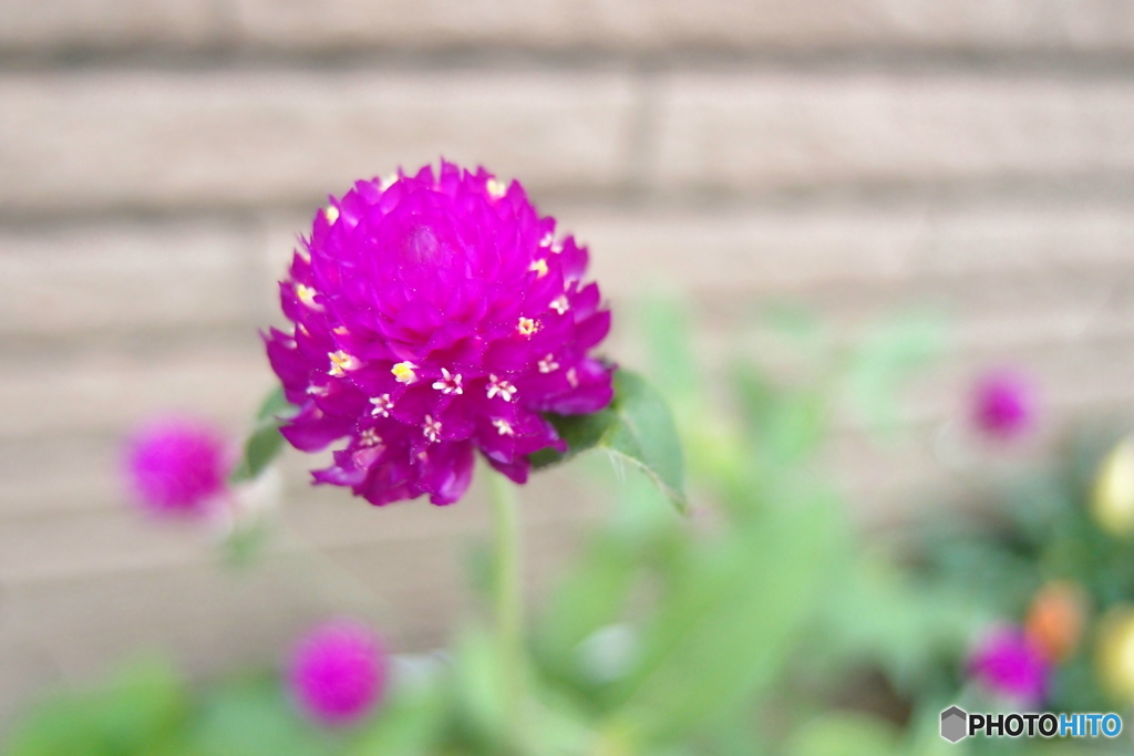 道端に咲く花