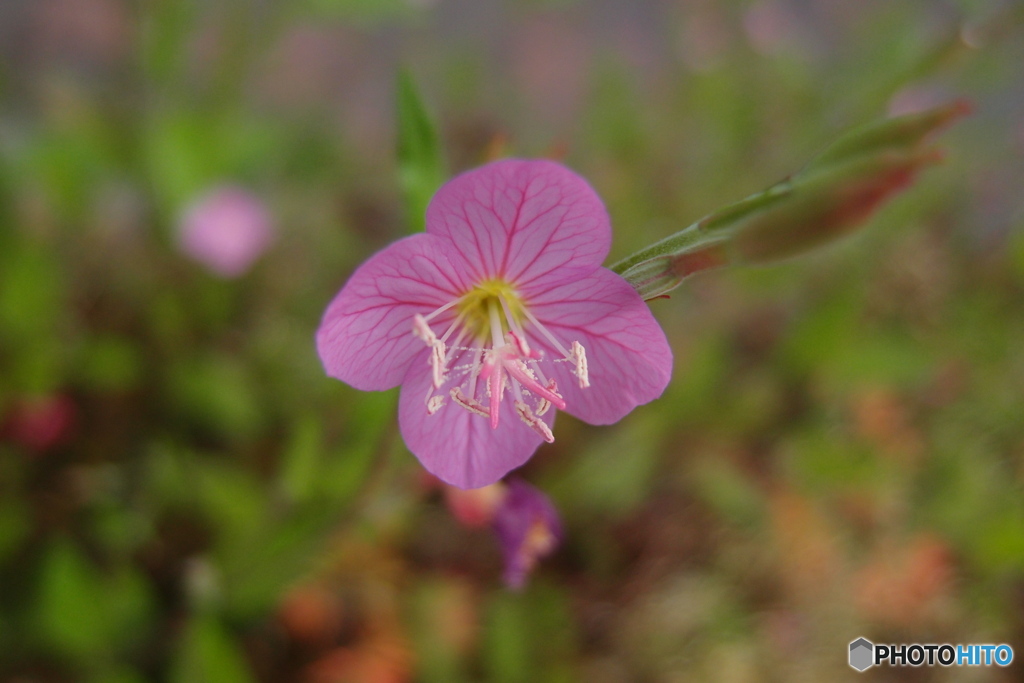 道端に咲く花