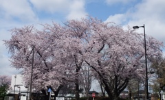 満開桜