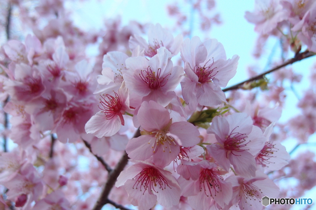 道端に咲く花