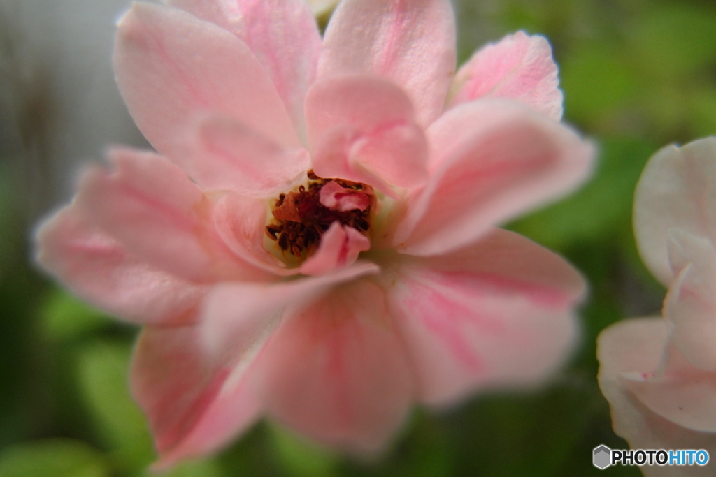 道端に咲く花