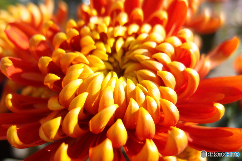 道端に咲く花
