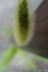 ゲジゲジ