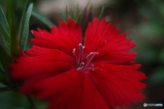 道端に咲く花