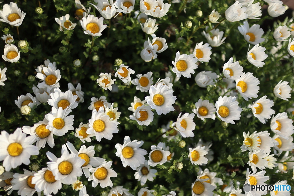 道端に咲く花