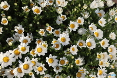 道端に咲く花