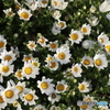 道端に咲く花