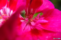 道端に咲く花