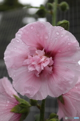 道端に咲く花