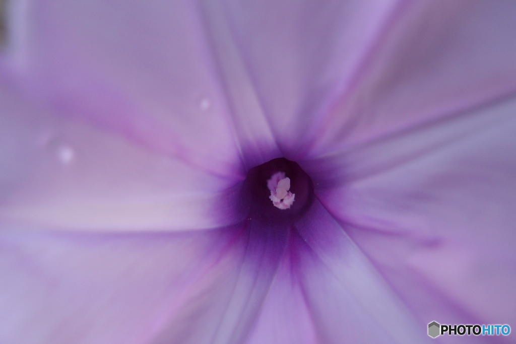 道端に咲く花