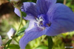 道端に咲く花