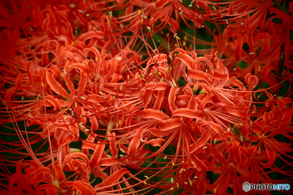 道端に咲く花