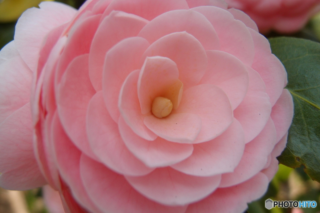 道端に咲く花