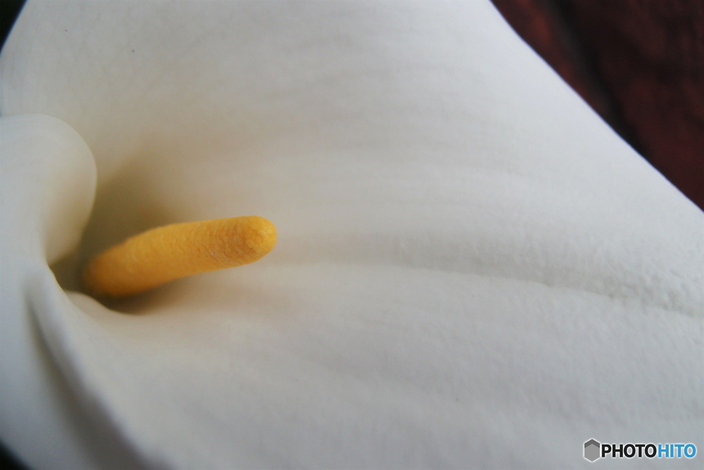 道端に咲く花