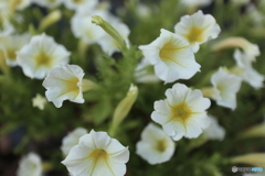 道端に咲く花