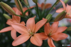 道端に咲く花