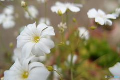 道端に咲く花