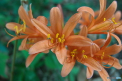 道端に咲く花