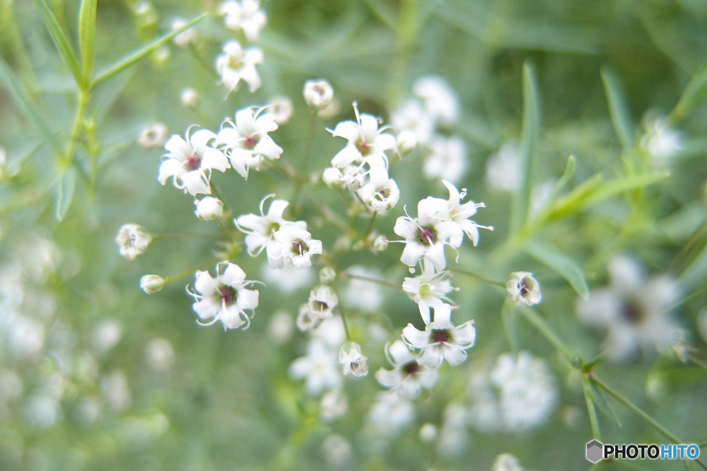 道端に咲く花