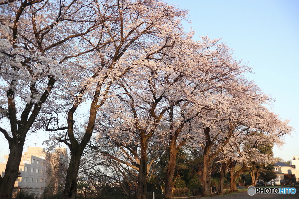 道端に咲く花