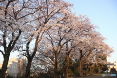 道端に咲く花