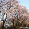 道端に咲く花